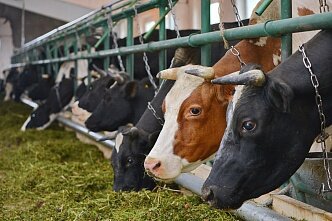 В Удмуртии создано предприятие по производству экологически чистого молока и мяса